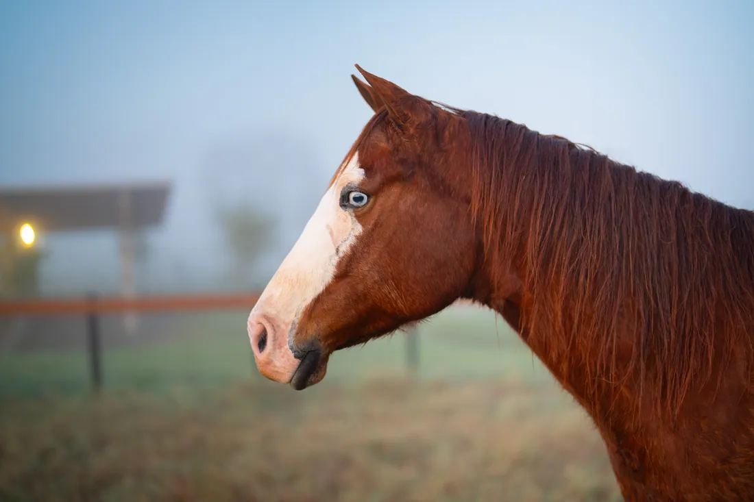 Perfil de um cavalo alazão de olho azul