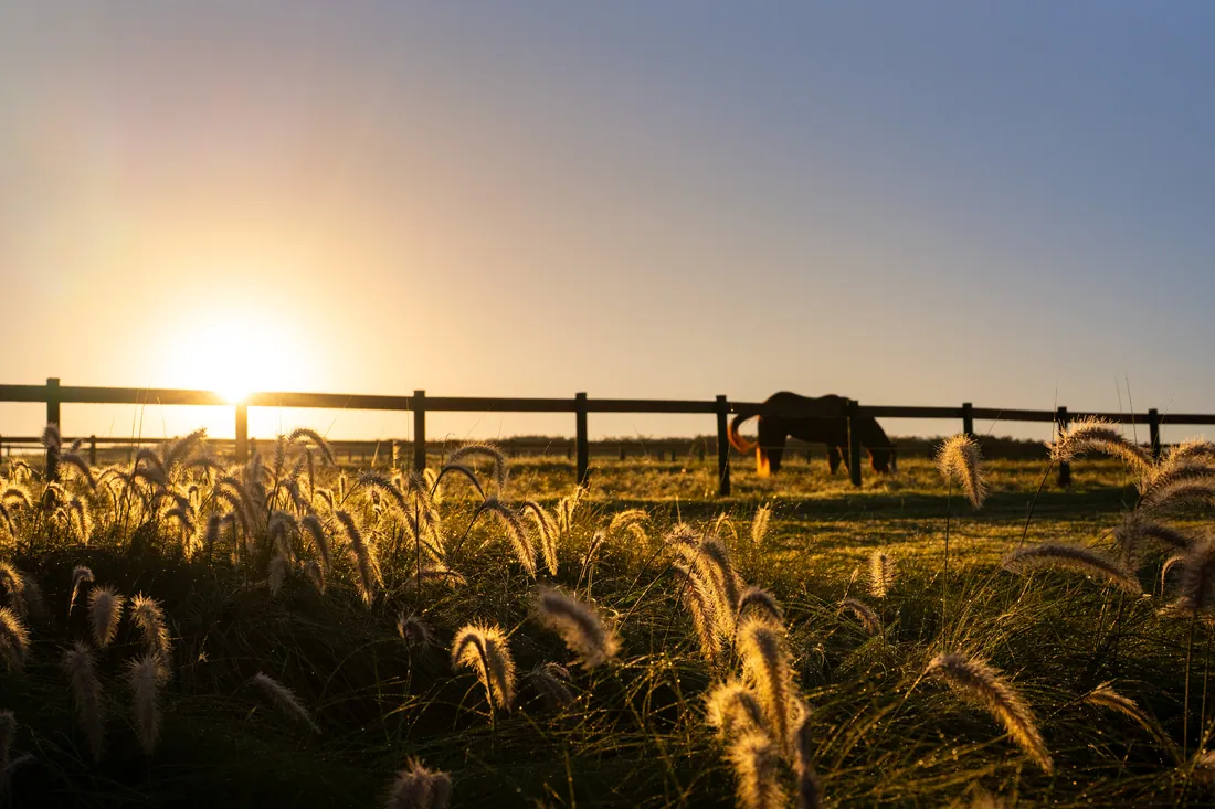 Capim dourado contra o sol nascendo, com um cavalo pastando atrás da cerca